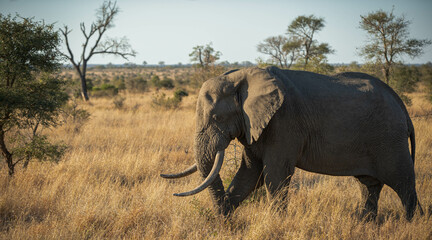 Elephant interactions Kruger national park