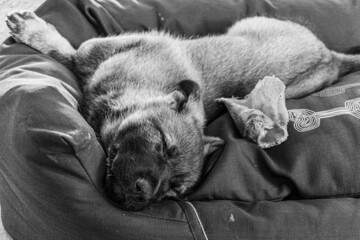 Satisfied sleeping German Shepherd puppy