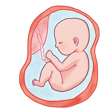 妊娠後期の胎児のイラスト 逆子 Stock Illustration Adobe Stock