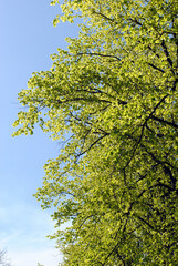 New Bright Green Leaf Growth on Tree Branches in Spring against Blue Sky  