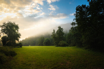 DAWN LIGHT IN THE FOREST