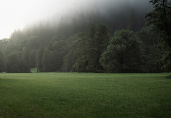 FOREST LANDSCAPE © adrian