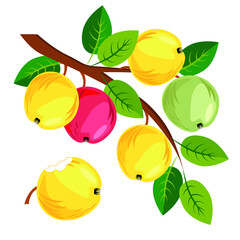 Apples on a branch with leaves. Autumn. Garden harvest. Vector illustration.