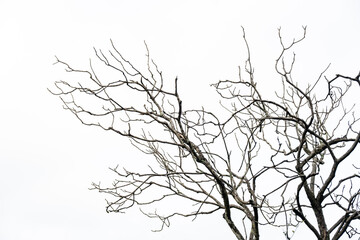 A dry tree isolated on white background.