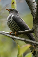 oriental cuckoo on the branch