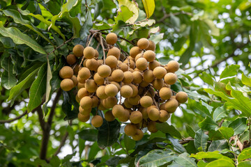 Mature Longan fruits hang from the trees on the farm