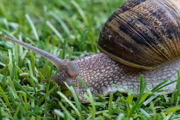 snail walking on the grass