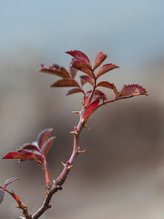 Beautiful red flower on a blurred blue background