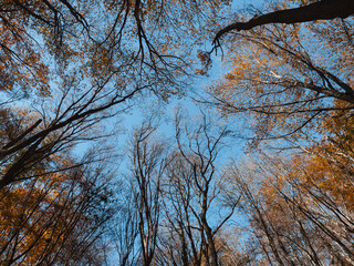 Photo from below of tall autumn trees against the background of the azure sky