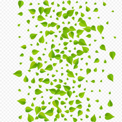 Green Foliage Tree Vector Transparent Background