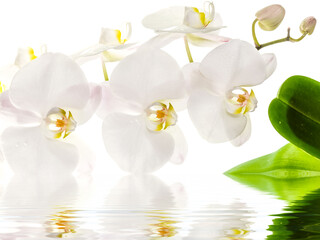 Naklejka na ściany i meble Fleur blanche d’orchidée phalaenopsis 