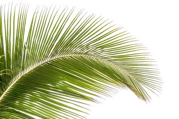 Obraz premium Palme de cocotier sur fond blanc 