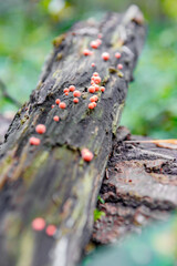 Russian forest. Mushroom place.