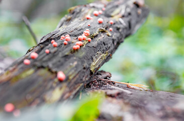 Russian forest. Mushroom place.
