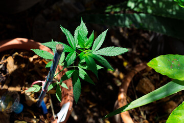 green marijuana plant of the Green Gelato species