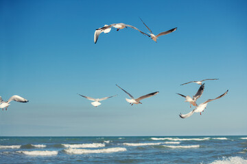 Fototapeta na wymiar Seagulls fly over the sea against the blue sky