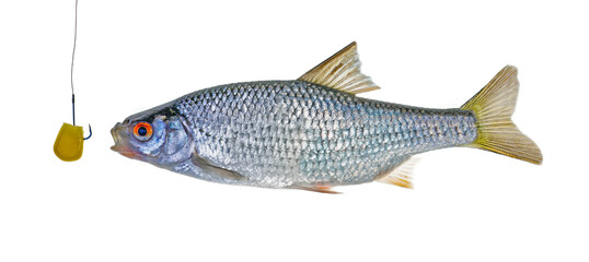 Carp-like freshwater fish cyprinid