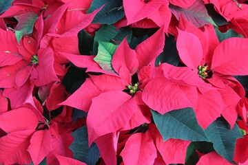 red poinsettia