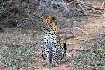 A Sri Lankan Leopard walking through the bushy pathways of Yala National Park in Sri Lanka
