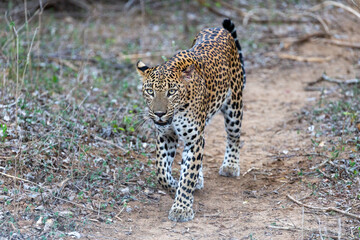 A Sri Lankan Leopard walking through the bushy pathways of Yala National Park in Sri Lanka