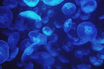 jellyfish in the water © 은주 유