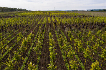 Aerial view of rows of trees in a tree nursery in autumn	