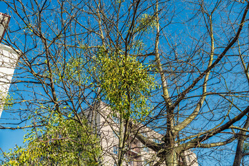 The parasitic plant Viscum album grows on a tree