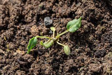 Horse sorrel weed in the garden. Rumex confertus leaf rosette