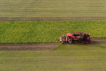 Combine harvester harvests sugar beet on the field. Aerial view	