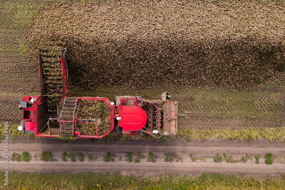 Poster combine harvester pours the harvest of sugar beet into a heap on the field. aerial view