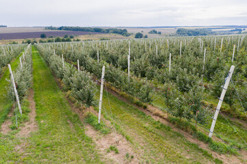 Obraz premium Aerial view of the apple orchard 