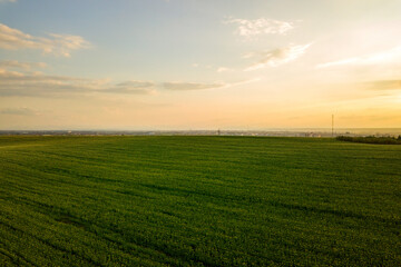 Aerial view of bright green agricultural farm field with growing rapeseed plants at sunset.