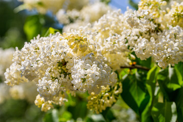 Blooming yellow lilac Primrose Syringa vulgaris in garden