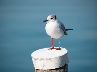 Black-headed Gull or chroicocephalus ridibundus on a Wooden Post at Lake Garda in Lombardy, Italy