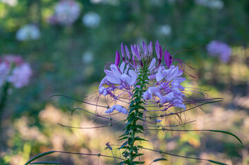 Close up flower in Botanical garden in Ban Tai Lue Cafe at pua District nan.Nan is a rural province in northern Thailand bordering Laos