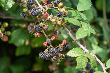 selected focus of mixed unripened and ripened blackberries on a bush in Autumn in the wild
