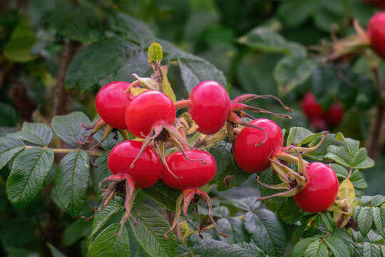 Rose hip branch with fruits in autumn