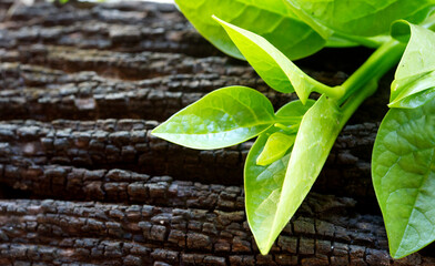 Basella alba or spinach asian vegetable herb on wooden.