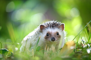 Small african hedgehog pet on green grass outdoors on summer day. Keeping domestic animals and caring for pets concept. © bilanol