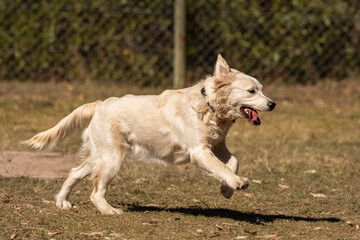 Golden Labrador 1 yr old puppy running and  playing 