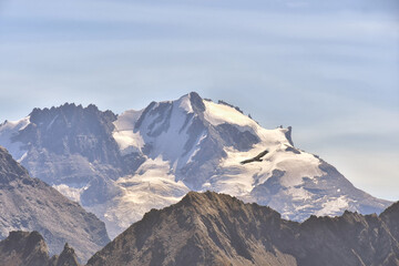 The flight of the Bearded Vulture with the Gran Paradiso in the background