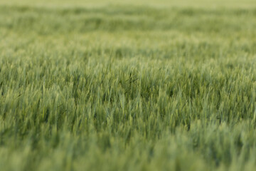 Rye, oats, wheat, Secale cereale, Avena, Triticum in an agricultural field, farmland, green cereal, rural landscape, vegan food, healthy food, beautiful grain ears