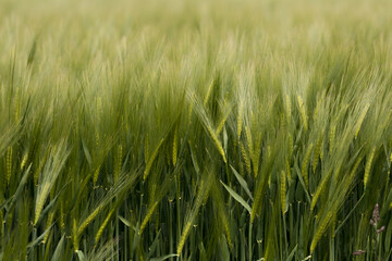 Rye, oats, wheat, Secale cereale, Avena, Triticum in an agricultural field, farmland, green cereal, rural landscape, vegan food, healthy food, beautiful grain ears