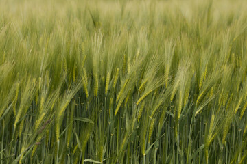 Rye, oats, wheat, Secale cereale, Avena, Triticum in an agricultural field, farmland, green cereal, rural landscape, vegan food, healthy food, beautiful grain ears