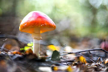 Red fly agaric fungus poisonous mushroom growing in autumn forest.