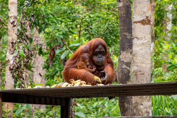 Tanjung Puting National Park, Kalimantan, Indonesia - April 2018: Semi-wild orang-utan on feeding platfrom in Tanjung Puting National Park, famous for its orang-utan rehabilitation centre. © Paul