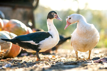 Ducks feed on traditional rural barnyard. Detail of a duck head. Close up of waterbird standing on barn yard. Free range poultry farming concept.