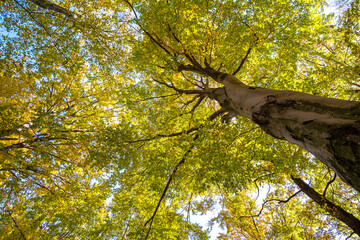 Perspective from down to up view of autumn forest with bright orange and yellow leaves. Dense woods with thick canopies in sunny fall weather.