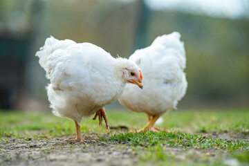 Hen feed on traditional rural barnyard. Close up of chicken standing on barn yard with green grass. Free range poultry farming concept.