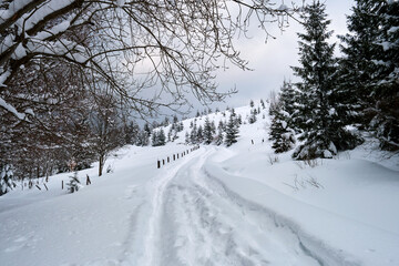 Moody landscape with footpath tracks and pine trees covered with fresh fallen snow in winter mountain forest on cold gloomy evening.
